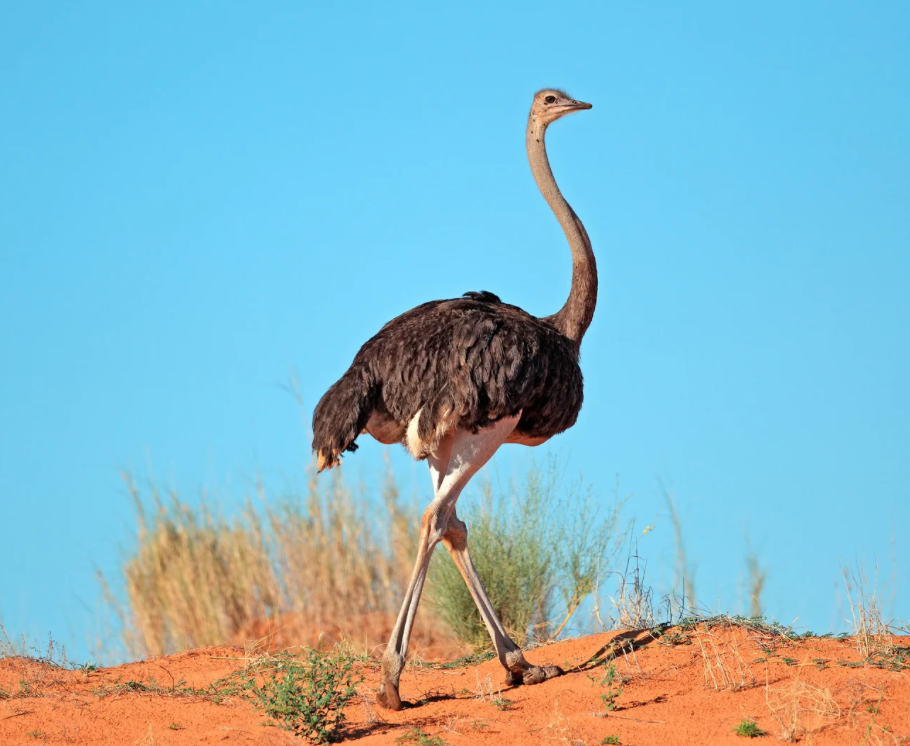 Ostrich